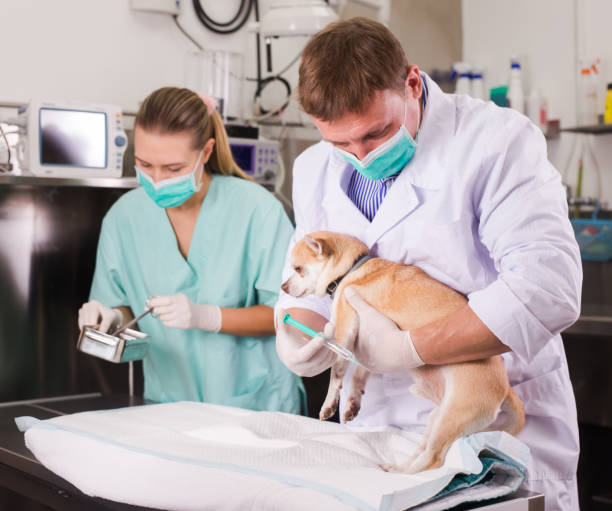 istock Dog on the operating table in a veterinary clinic 1332197788