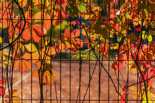 Old metal fence with bright multicolored creeper virginia, Sunny Autumn day, glowing leaves of wild grapes. Natural background