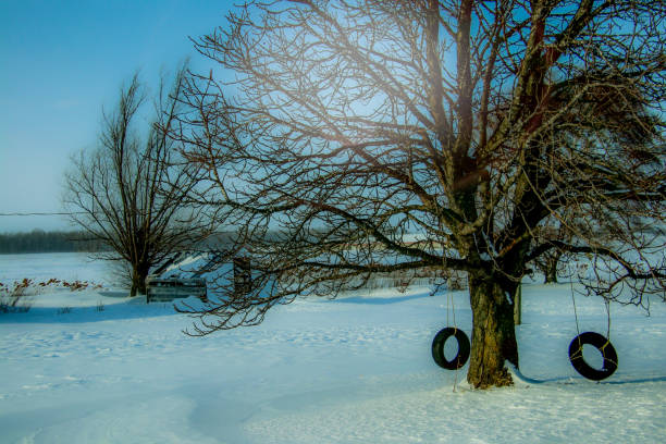 blue winter tree with swing tires - tire swing imagens e fotografias de stock