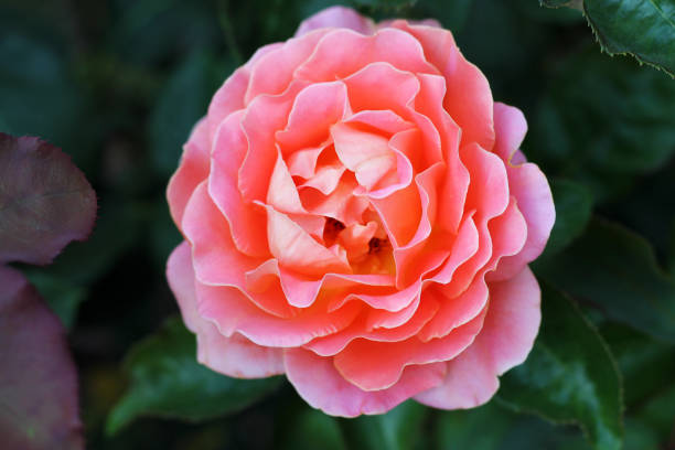 istock Fresh pink rose at a garden. 1332201226