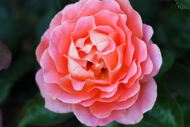 istock Fresh pink rose at a garden. 1332201274