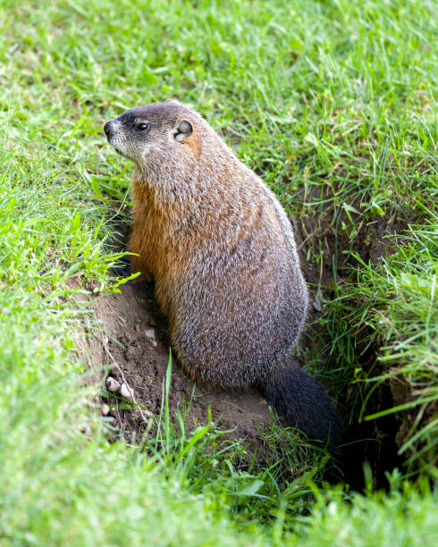 Groundhog close-up profile side view sitting at the entrance of its burrow with grass background in its environment and surrounding habitat. Marmot Image. Picture. Portrait. Photo. Groundhog close-up profile side view sitting at the entrance of its burrow with grass background in its environment and surrounding habitat. Marmot Image. Picture. Portrait. Photo. groundhog day stock pictures, royalty-free photos & images