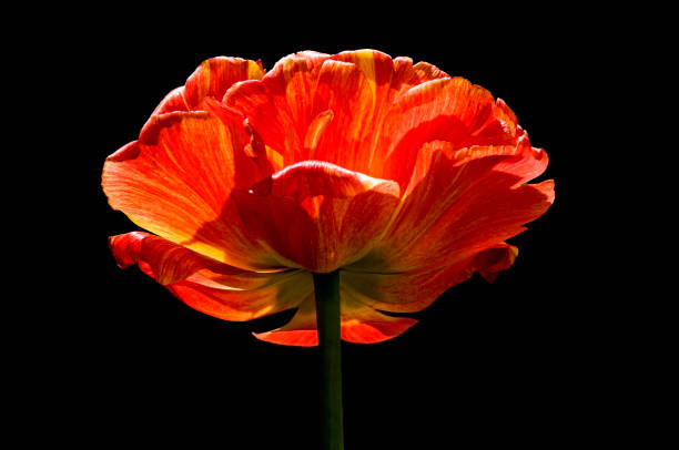 istock One red tulip lit by the sun on black isolated background 1332201680