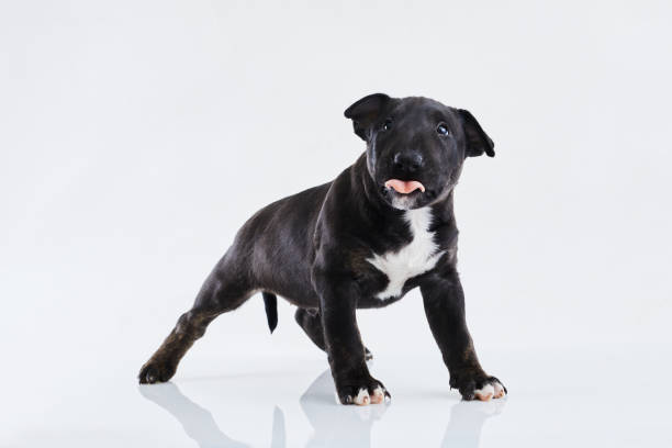 istock Miniature bull terrier dog posing on a white background. Funny Dark Bull terrier puppy - studio portrait. 1332202031