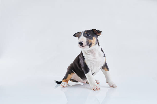 istock Adorable bull terrier puppy curious posing on studio white background. Miniature bullterrier boy. 1332202039