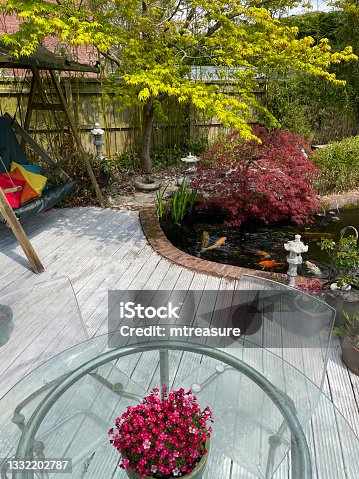 istock Image of garden decking patio with glass table and perspex chairs, colourful cushions  on green swing seat, beside koi pond surrounded by bamboo hedge, over hanging maple, red and white koi carp fish swimming in clear water 1332202787