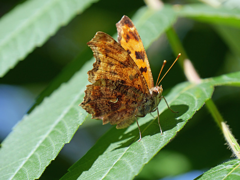 Eastern Comma Butterfly in the wild in Toronto, Ontario, Canada.