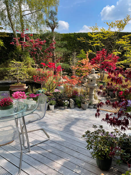 Stock photo showing a landscaped contemporary Japanese garden with a large expanse of whitewashed timber decking, providing a family space for outdoor furniture - a modern glass table and perspex chairs besides a large koi pond. imagen de cubiertas de jardín junto al estanque koi con macetas de arces, linternas de piedra japonesas y adornos de estatuas de jardín, cubiertas de madera dura desgastada, encalada y acanalada con mesa de vidrio y sillas perspex, enfoque en primer plan