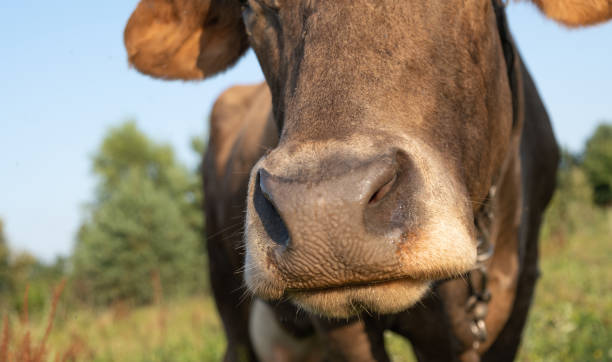 istock a cow on a sunny day chews green grass in a field 1332205264
