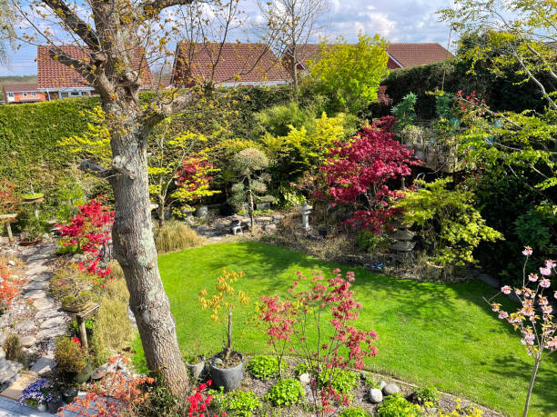 istock Image of sunny summer back garden, stepping stone pathway, bonsai tree Japanese maples display, neatly mown lawn and plant border besides English Oak (Quercus robur) 1332205343