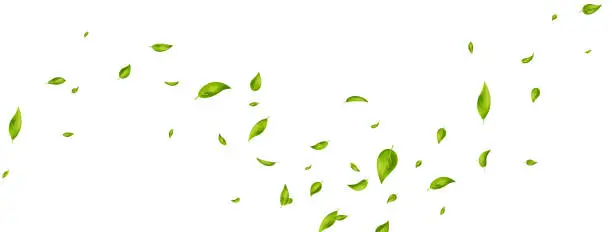 Vector illustration of Green flying leaves on long white banner. Leaf falling. Wave foliage ornament. Ecology, eco, organic design element. Cosmetic pattern border. Fresh tea background. Beauty product. Vector illustration