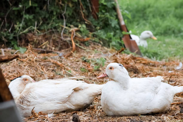 istock Rural poultry farming in the yard 1332205650