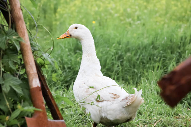 istock Rural poultry farming in the yard 1332205652
