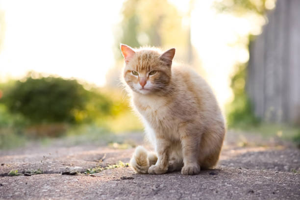 istock Rural pet cats play 1332205764