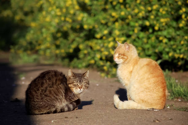 istock Rural pet cats play 1332205814
