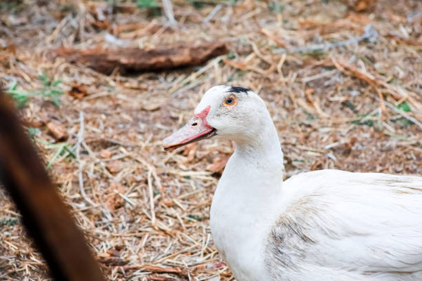 istock Rural poultry farming in the yard 1332205821