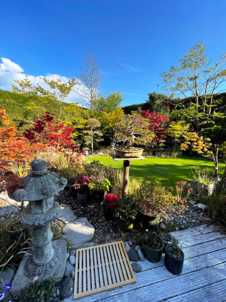 istock Image of sunny summer back garden, stepping stone pathway, bonsai tree Japanese maples display, landscaped oriental Zen plants and neatly mown lawn 1332206473