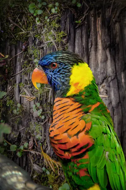 A Rainbow Lorikeet sits still on a tree branch listening to other birds squawk and make loud noises to annoy everyone.