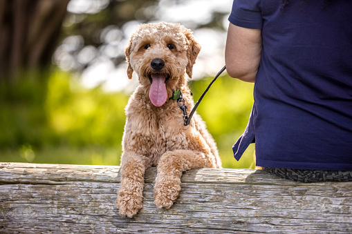 High quality stock photos of a purebred Goldendoodle in a public park.