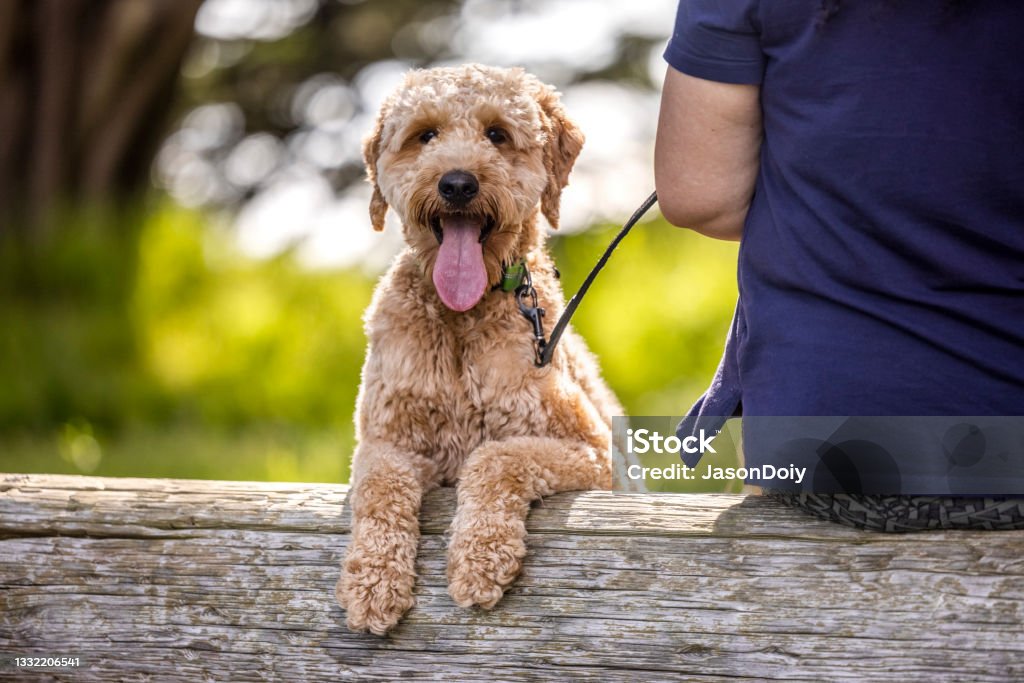 Happy Portrait of Goldendoodle in the Park High quality stock photos of a purebred Goldendoodle in a public park. Dog Stock Photo
