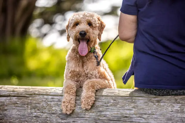 Photo of Happy Portrait of Goldendoodle in the Park