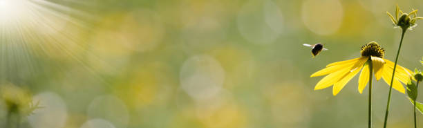 istock Clipped to banner size of golden glows image. 1332206591