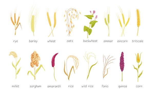 illustrations, cliparts, dessins animés et icônes de exploitations céréalières agricoles stade de croissance ensemble isolé - wheat cereal plant oat crop