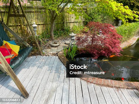 istock Close-up image of garden decking patio with green swing seat with colourful cushions, beside koi pond surrounded by bamboo hedge, over hanging maple, red and white koi carp fish swimming in clear water 1332206822