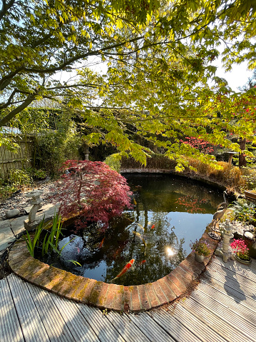 Stock photo showing a landscaped contemporary Japanese garden with a large expanse of whitewashed timber decking, besides a large koi carp fish pond, providing a family space for outdoor furniture.