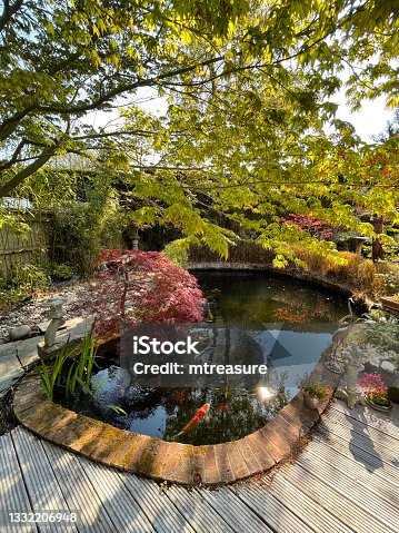 istock Image of sunny landscaped Japanese garden and koi pond with fish swimming, decking timber patio, maple trees acers, bamboo, pots of flowering plants, ornamental grasses, Japanese granite lantern, bonsai trees and a hedging backdrop 1332206948