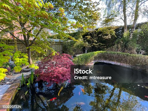 istock Image of sunny landscaped Japanese garden and koi pond with fish swimming, decking timber patio, maple trees acers, bamboo, pots of flowering plants, ornamental grasses, Japanese granite lantern, bonsai trees and a hedging backdrop 1332207224