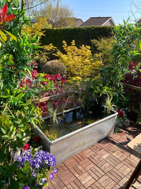 Stock photo showing elevated view across a domestic garden from a treehouse terrace platform balcony in summer with teak decking tiled al fresco dining area, zinc trough pond with solar fountain pump, goldfish and solar powered lights. imagen del balcón de la plataforma de la terraza de la casa del árbol del jardín en verano con azulejos de cubiertas de teca, galvanizado, estanque de zinc con bomba de fuente solar y pez dorado shubunkin, rodeado de plantas con flores en macetas