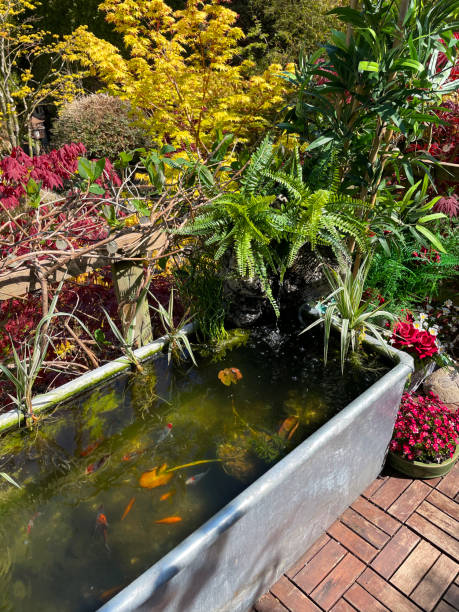 Stock photo showing elevated view across a domestic garden from a treehouse terrace platform balcony in summer with teak decking tiled al fresco dining area, zinc trough pond with solar fountain pump, goldfish and solar powered lights. imagen de cerca del balcón de la plataforma de la terraza de la casa del árbol del jardín en verano con azulejos de cubiertas de teca, galvanizado, estanque de zinc con bomba de fuente solar y pez dorado shubunkin, rodeado de plantas con flores en macet