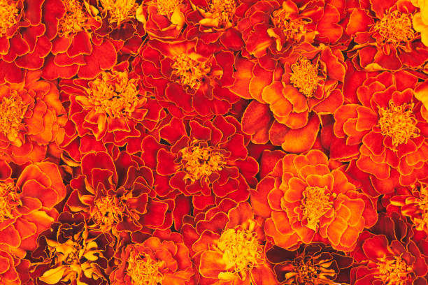 istock orange and dark red blooming marigold flowers background 1332208312
