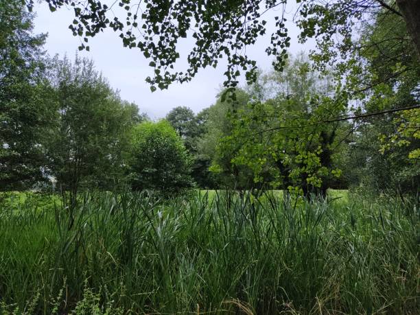 istock Reeds in the lake 1332208336