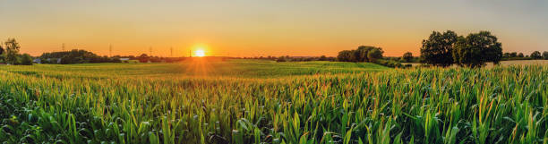 vista panorámica del paisaje rural con campo de maíz y torre de transmisión en el fondo. campo de maíz con sol al atardecer. - corn fotografías e imágenes de stock