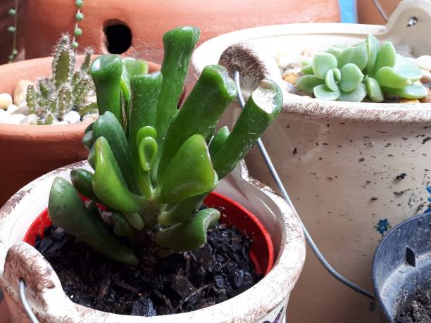 istock Crassula ovata Gollum, also known as spoon jade or finger jade, 1332210075
