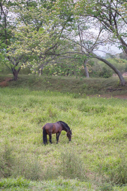 istock Horse grazing in the field 1332210233