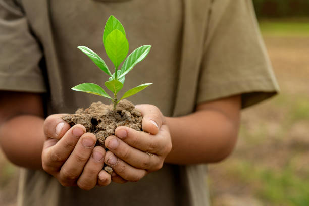 istock Child's hand holding young green tree. 1332212113