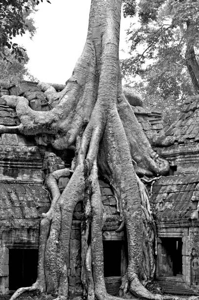 Old stone wall of Angkor temple complex surrounded by lush green tropical forest under blue sky