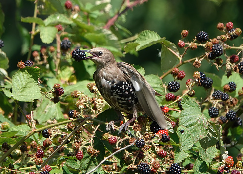 A young starling bird perched in a bush eating a blackberry.