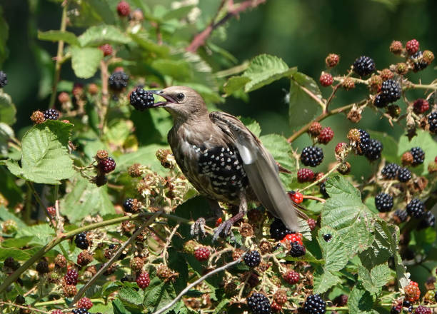 a young starling bird perched in a bush with a blackberry in its beak.. - blackberry bush plant berry fruit imagens e fotografias de stock