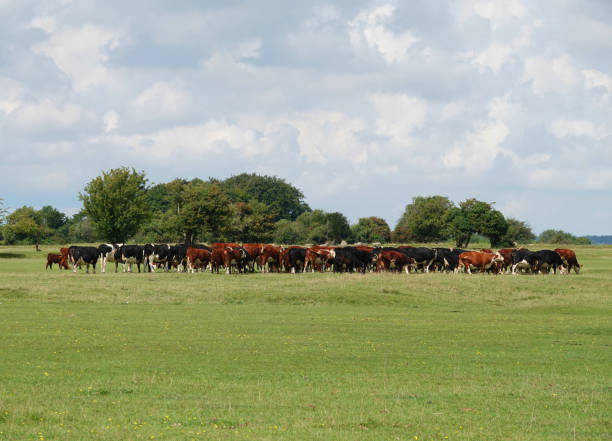 istock A large herd of cows on the Old Course, Minchinhampton Common, Gloucestershire. 1332212212