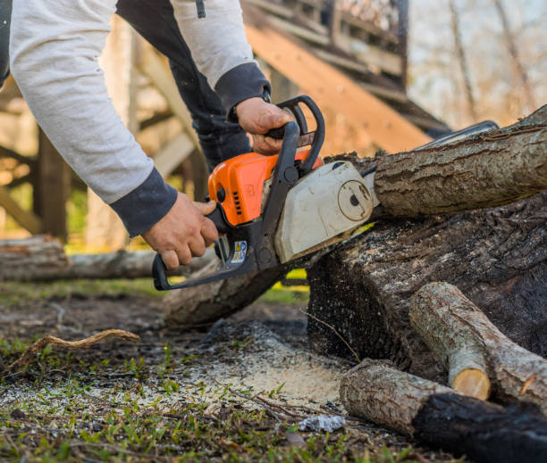 istock man and woman cutting logs with chainsaw to make fire 1332212914