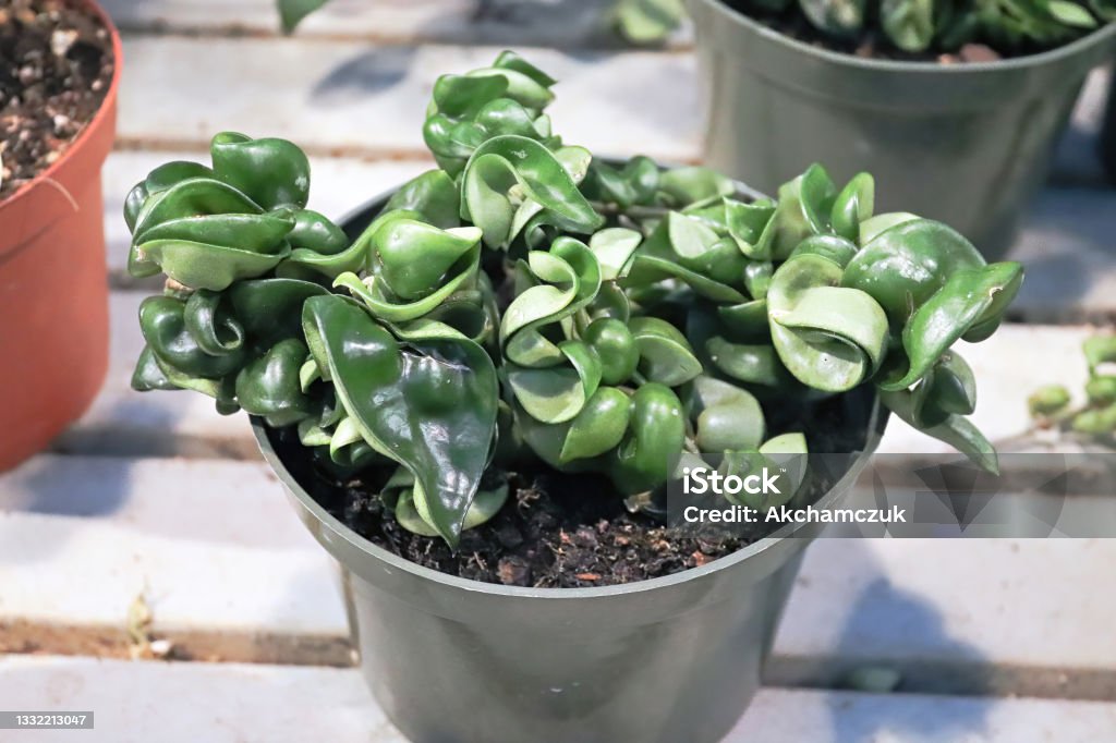 A Hindu Rope Hoya plant in a green pot A Hindu Rope Hoya plant in a green pot. Leaf Stock Photo