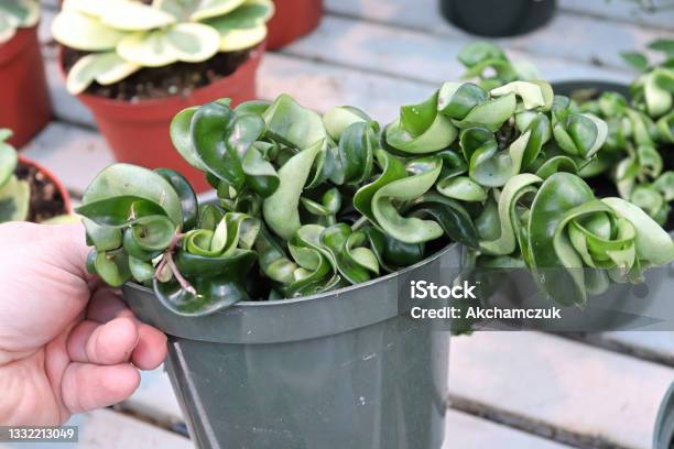 A Hand Holding A Pot With A Hindu Rope Hoya Stock Photo - Download Image Now - Plant, Leaf, Hand