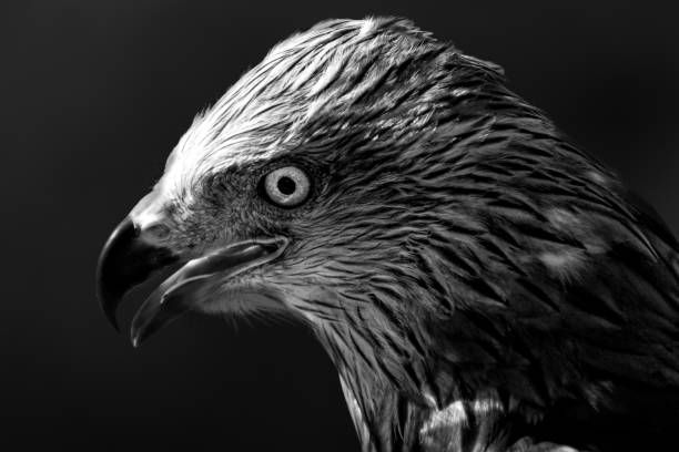 istock Royal Kite portrait 1332214198