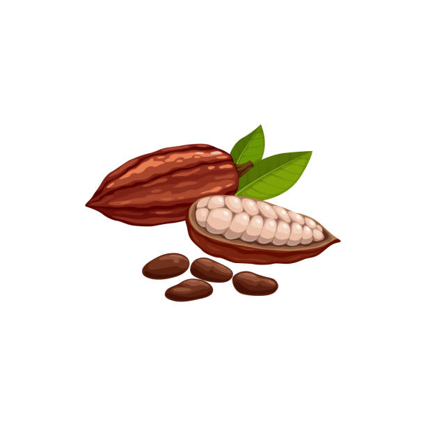 illustrazioni stock, clip art, cartoni animati e icone di tendenza di fave di cacao brasiliane, superfood isolato baccello maturo - hazelnut nut seed pod