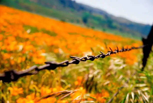 Barbed wire stopping anyone from entering this beautiful orange poppy field in southern California.