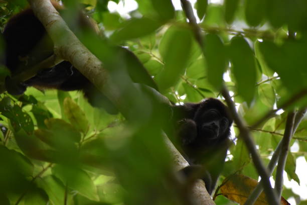 istock Monkey on tree branch in Costa Rica 1332218931